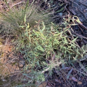 Eucalyptus radiata subsp. robertsonii at Uriarra, NSW - 30 Jul 2023