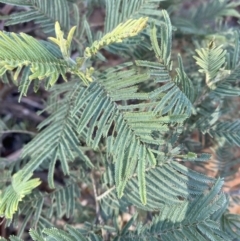 Acacia dealbata subsp. subalpina (Monaro Silver-wattle) at Uriarra, NSW - 29 Jul 2023 by Tapirlord
