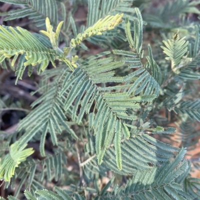 Acacia dealbata subsp. subalpina (Monaro Silver-wattle) at Uriarra, NSW - 30 Jul 2023 by Tapirlord