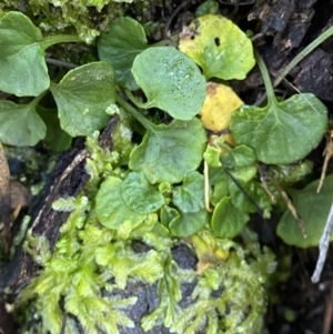 Viola hederacea at Uriarra, NSW - 30 Jul 2023 09:32 AM