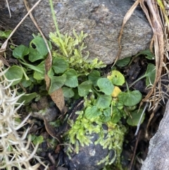 Viola hederacea at Uriarra, NSW - 30 Jul 2023