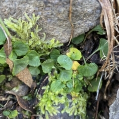 Viola hederacea at Uriarra, NSW - 30 Jul 2023