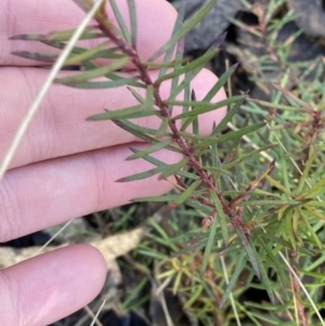 Persoonia chamaepeuce at Uriarra, NSW - 30 Jul 2023