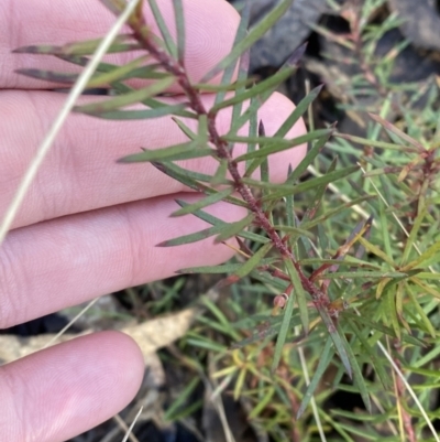 Persoonia chamaepeuce (Dwarf Geebung) at Uriarra, NSW - 29 Jul 2023 by Tapirlord