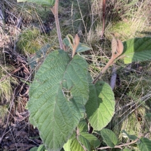 Pomaderris aspera at Uriarra, NSW - 30 Jul 2023