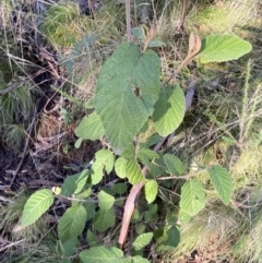 Pomaderris aspera at Uriarra, NSW - 30 Jul 2023