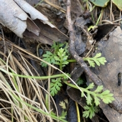 Leptinella filicula (Mountain Cotula) at Uriarra, NSW - 29 Jul 2023 by Tapirlord