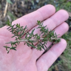 Cassinia aculeata subsp. aculeata (Dolly Bush, Common Cassinia, Dogwood) at Uriarra, NSW - 30 Jul 2023 by Tapirlord