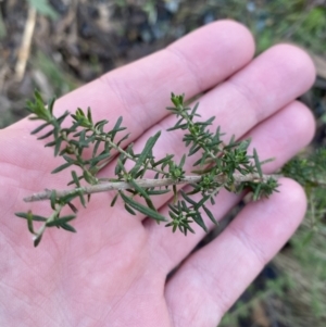 Cassinia aculeata subsp. aculeata at Uriarra, NSW - 30 Jul 2023