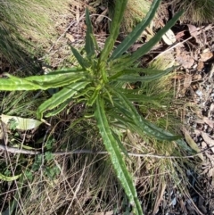 Senecio diaschides at Uriarra, NSW - 30 Jul 2023