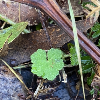Hydrocotyle hirta (Hairy Pennywort) at Uriarra, NSW - 29 Jul 2023 by Tapirlord