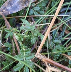 Acaena novae-zelandiae (Bidgee Widgee) at Uriarra, NSW - 30 Jul 2023 by Tapirlord