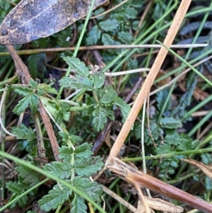 Acaena novae-zelandiae at Uriarra, NSW - 30 Jul 2023 09:28 AM