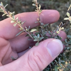 Leptospermum myrtifolium at Uriarra, NSW - 30 Jul 2023