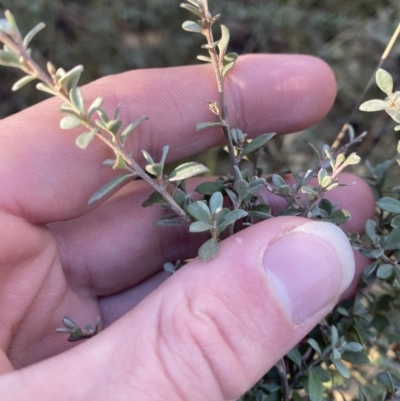 Leptospermum myrtifolium (Myrtle Teatree) at Uriarra, NSW - 29 Jul 2023 by Tapirlord