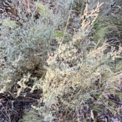 Leptospermum myrtifolium at Uriarra, NSW - 30 Jul 2023