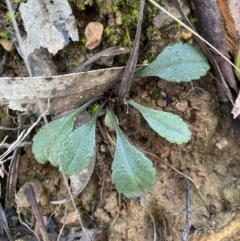 Brachyscome spathulata (Coarse Daisy, Spoon-leaved Daisy) at Uriarra, NSW - 29 Jul 2023 by Tapirlord