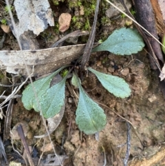 Brachyscome spathulata at Uriarra, NSW - 30 Jul 2023