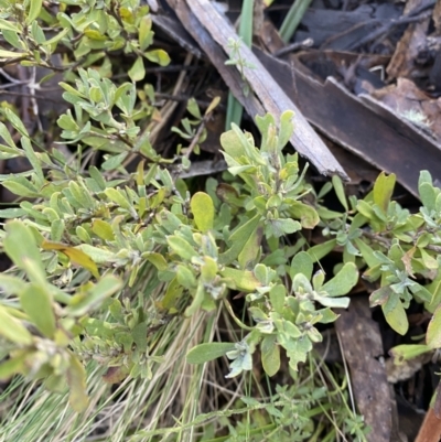 Hibbertia obtusifolia (Grey Guinea-flower) at Uriarra, NSW - 29 Jul 2023 by Tapirlord