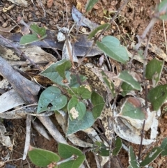 Platylobium montanum subsp. montanum (Mountain Flat Pea) at Uriarra, NSW - 29 Jul 2023 by Tapirlord
