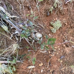 Platylobium montanum subsp. montanum at Uriarra, NSW - 30 Jul 2023 09:25 AM