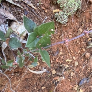 Platylobium montanum subsp. montanum at Uriarra, NSW - 30 Jul 2023