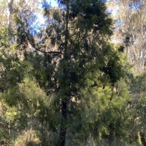 Exocarpos cupressiformis at Uriarra, NSW - 30 Jul 2023 09:24 AM