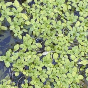 Callitriche stagnalis at Uriarra, NSW - 30 Jul 2023