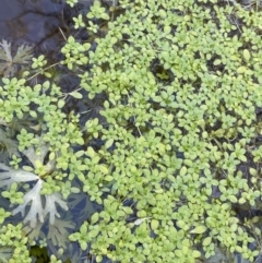 Callitriche stagnalis at Uriarra, NSW - 30 Jul 2023