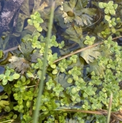 Callitriche stagnalis at Uriarra, NSW - 30 Jul 2023