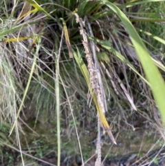 Lomandra longifolia (Spiny-headed Mat-rush, Honey Reed) at Uriarra, NSW - 29 Jul 2023 by Tapirlord