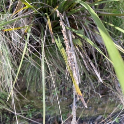 Lomandra longifolia (Spiny-headed Mat-rush, Honey Reed) at Uriarra, NSW - 30 Jul 2023 by Tapirlord