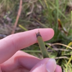 Lomandra longifolia at Uriarra, NSW - 30 Jul 2023