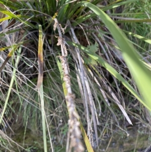 Lomandra longifolia at Uriarra, NSW - 30 Jul 2023 09:22 AM