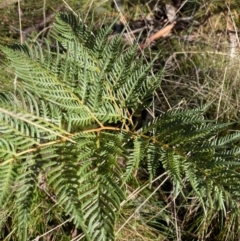 Pteridium esculentum (Bracken) at Uriarra, NSW - 30 Jul 2023 by Tapirlord