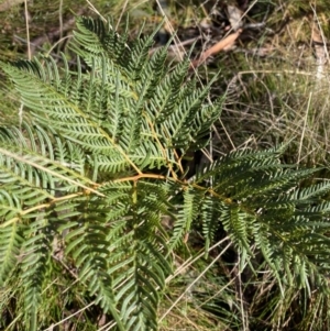 Pteridium esculentum at Uriarra, NSW - 30 Jul 2023 09:22 AM