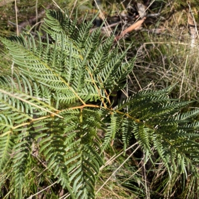 Pteridium esculentum (Bracken) at Uriarra, NSW - 29 Jul 2023 by Tapirlord