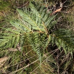 Pteridium esculentum at Uriarra, NSW - 30 Jul 2023 09:22 AM