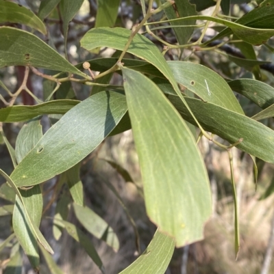 Acacia melanoxylon (Blackwood) at Uriarra, NSW - 30 Jul 2023 by Tapirlord