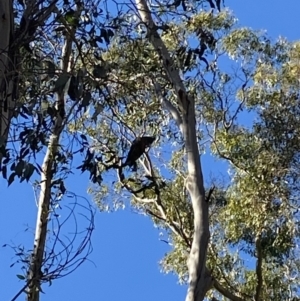 Callocephalon fimbriatum at Uriarra, NSW - 30 Jul 2023