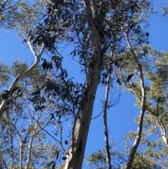 Callocephalon fimbriatum at Uriarra, NSW - 30 Jul 2023