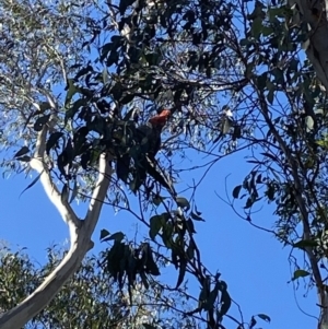 Callocephalon fimbriatum at Uriarra, NSW - 30 Jul 2023