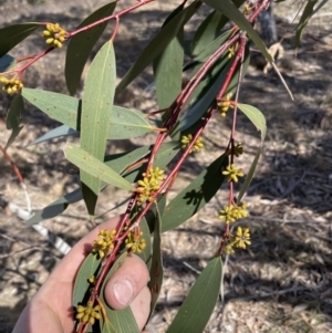 Eucalyptus pauciflora subsp. pauciflora at Greenway, ACT - 10 Aug 2023 11:43 AM