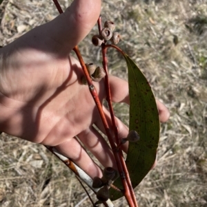 Eucalyptus pauciflora subsp. pauciflora at Greenway, ACT - 10 Aug 2023 11:43 AM