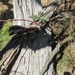 Rubus anglocandicans at Majura, ACT - 8 Aug 2023