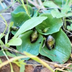 Corysanthes incurva (Slaty Helmet Orchid) at Belconnen, ACT by CathB