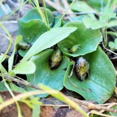 Corysanthes incurva (Slaty Helmet Orchid) at Belconnen, ACT - 30 Jul 2023 by CathB