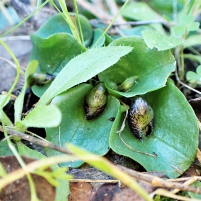 Corysanthes incurva (Slaty Helmet Orchid) at Belconnen, ACT by CathB