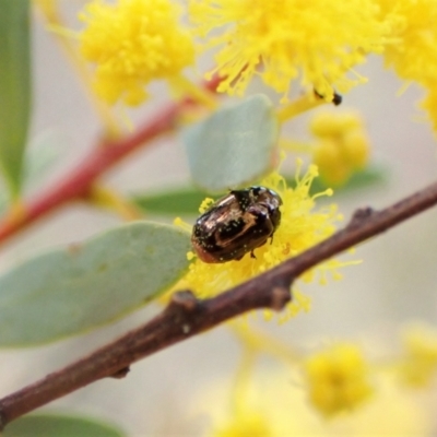 Ditropidus sp. (genus) (Leaf beetle) at Belconnen, ACT - 6 Aug 2023 by CathB