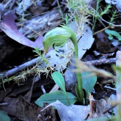 Pterostylis nutans (Nodding Greenhood) at Belconnen, ACT - 6 Aug 2023 by CathB